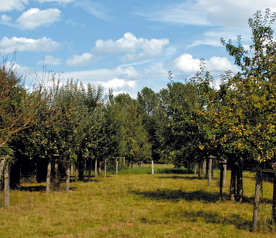 In diesem Schutzgebiet wurde eine Streuobstwiese überwiegend mit hochstämmigen Apfel- und Birnenbäumen alter Sorten angelegt.