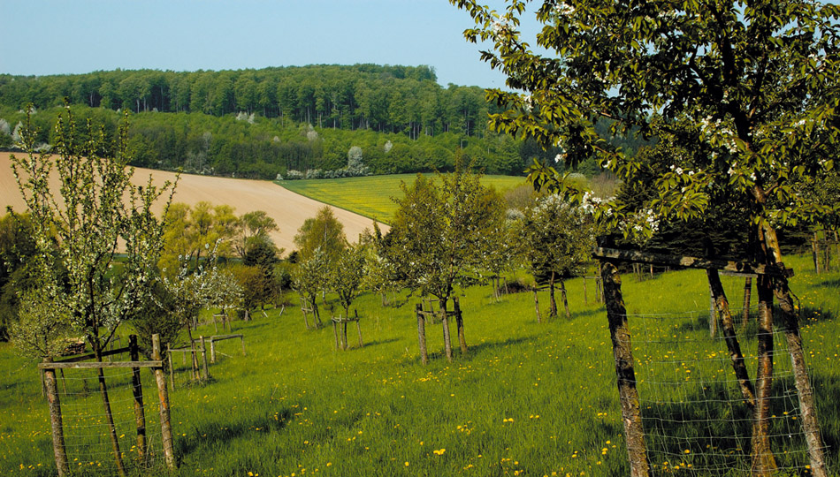 Östlich und westlich des alten Bestandes wurden neue Streuobstwiesen angepflanzt. Die jungen Obstbäume müssen vor Verbiss geschützt werden. Unterhalb des „Dreisch“ fließt die hier noch naturnahe Lamme.