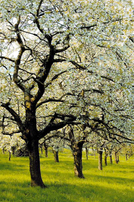 Auf dem mittleren Teil unseres Schutzgebietes „Dreisch“ stockt eine ältere Kirschenplantage. Entlastende Pflegeschnitte sollen den Bestand möglichst lange erhalten. Aber auch stehendes und liegendes Totholz sind wichtige Bestandteile des Biotops.