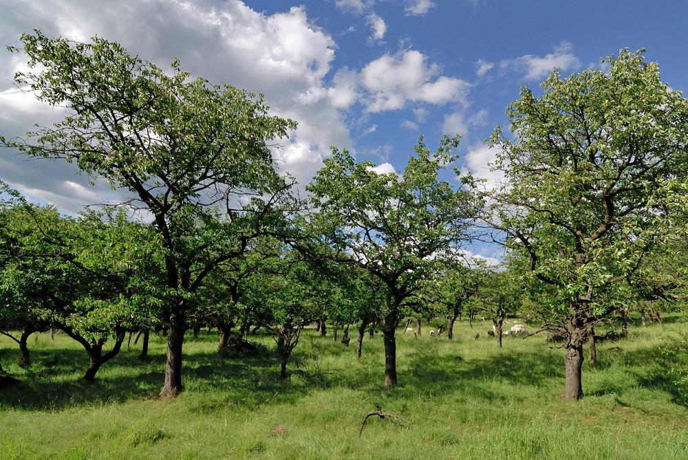 Eine extensive Schafsbeweidung erhält den Artenreichtum des Schutzgebiets