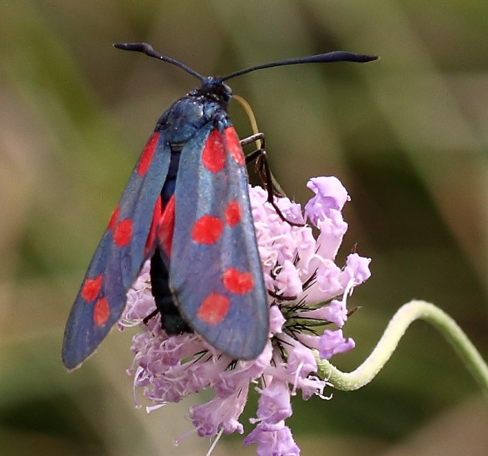 Gemeines Widderchen (Zygaena filipendulae), ein tagaktiver Nachtfalter, auf einem der letzten Halbtrockenrasen im Ambergau. Auch diese Art steht in Niedersachsen auf der roten Liste.