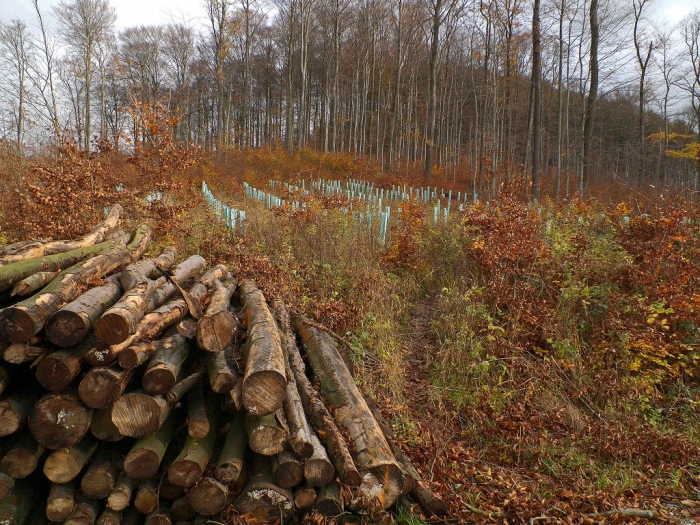 Unterhalb der Hohen Schanze, eine geschützte Neuanpflanzung