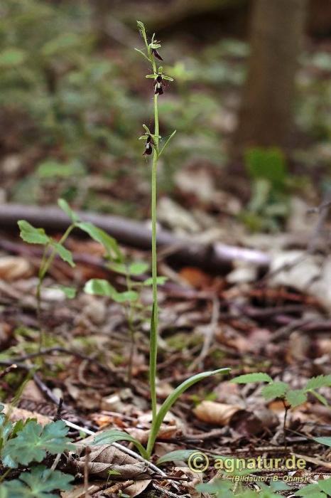 Die Fliegenragwurz (Ophrys insectifera) ist die andere der beiden im Ambergau heimischen Ragwurz-Arten(Zum Vergrößern bitte anklicken!)