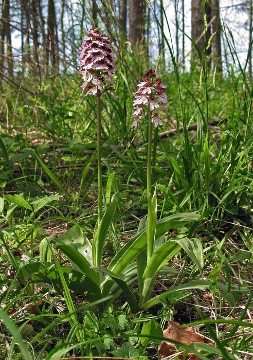 Purpur-Knabenkraut (Orchis purpurea): Orchidee des Jahres 2013