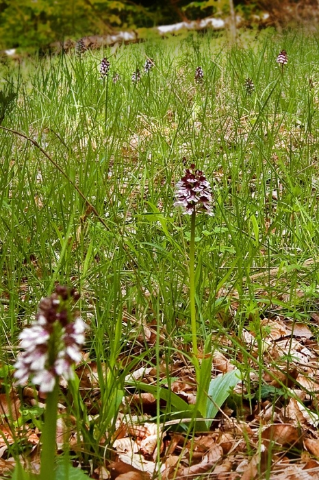 Grasige offene Stellen im lichten Wald in milder klimatischer Lage: Einer der bevorzugten Standorte des Purpur-Knabenkrauts