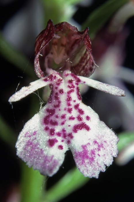 Sehr Variabel: Orchis purpurea ...