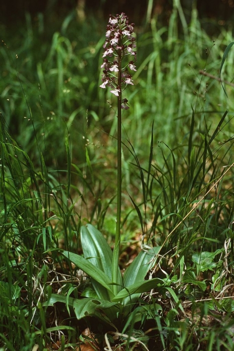 Kann über 80 cm hoch werden: Ein stattliches Exemplar der Orchis purpurea