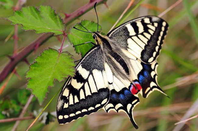 Wohl einer der schönsten heimischen Schmetterlinge: Der Schwalbenschwanz (Papilio machaon).Wie viele andere Schmetterlingsarten steht auch er auf der roten Liste der der in Niedersachsen und Bremen gefährdeten Großschmetterlinge. Bis vor wenigen Jahren war der Schwalbenschwanz auch im Ambergau anzutreffen, doch die Intensivierung der Landschaft hat -neben vielen anderen Arten- auch Ihn getroffen. Wer den Schwalbenschwanz oder andere gefährdete Schmetterlinge im Ambergau (und natürlich auch im übrigen Landkreis) beobachtet hat, sollte dies unbedingt melden!