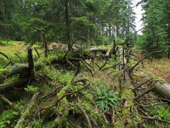 Etwas urwüchsige Waldpartie