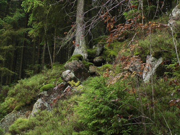 Felsen im Wald