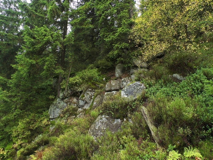 Felsen und Wald am Wegrand