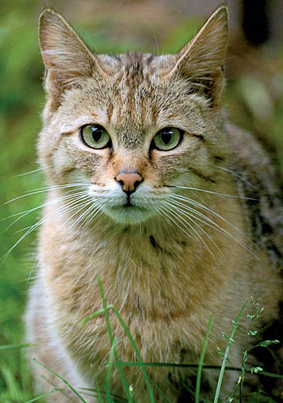 Die Wildkatze gilt als gefährdet. Durch ein "Rettungsnetz" aus vernetzter Natur soll sich ihr Bestand wieder erholen. (Foto: J.Kandel)