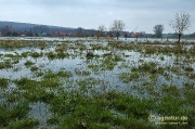 Kleineres Hochwasser in den Nettewiesen bei Werder