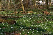 Frühling im Wald am Landwehrfeld