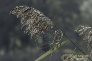 Schilfrispen mit Spinnennetz an den Derneburger Teichen