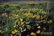 Feuchtwiesen an der Nette im April 1993 (Bild 1)