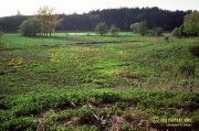 Feuchtwiesen an der Nette im April 1993 (Bild 3)