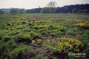 Feuchtwiesen an der Nette im April 1993 (Bild 2)