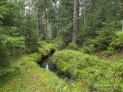 Wassergraben des Oberharzer Wasserregals